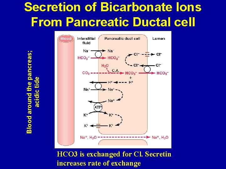 Blood around the pancreas; acidic tide Secretion of Bicarbonate Ions From Pancreatic Ductal cell