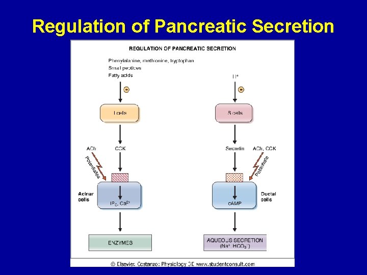 Regulation of Pancreatic Secretion 