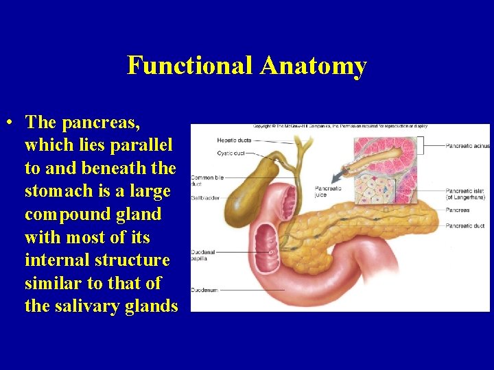 Functional Anatomy • The pancreas, which lies parallel to and beneath the stomach is