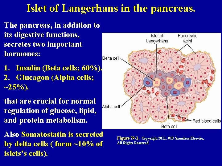 Islet of Langerhans in the pancreas. The pancreas, in addition to its digestive functions,