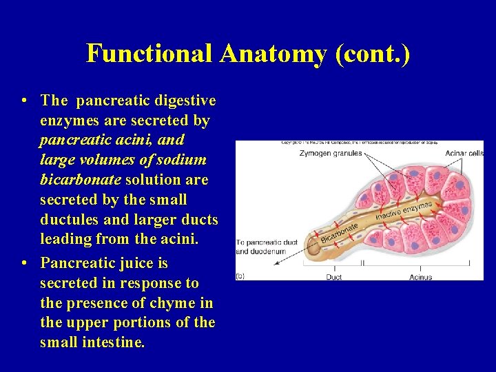 Functional Anatomy (cont. ) • The pancreatic digestive enzymes are secreted by pancreatic acini,