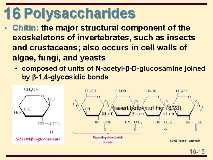 16 Polysaccharides • Chitin: the major structural component of the Chitin: exoskeletons of invertebrates,