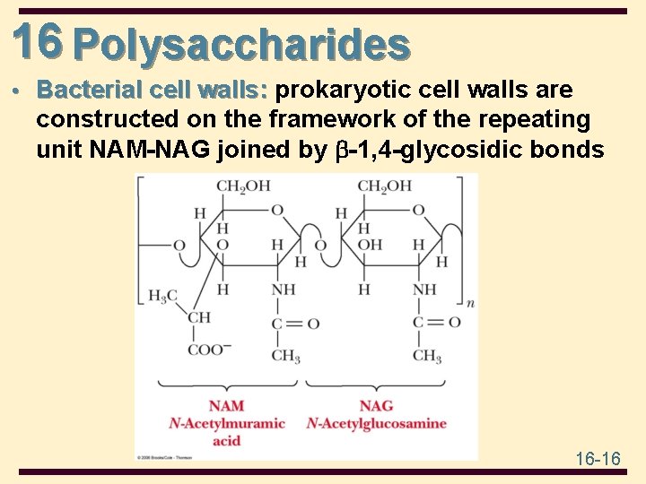 16 Polysaccharides • Bacterial cell walls: prokaryotic cell walls are Bacterial cell walls: constructed