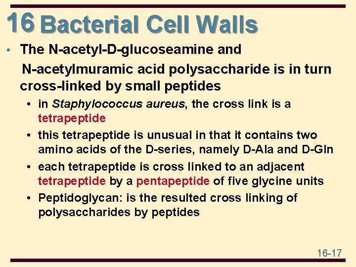 16 Bacterial Cell Walls • The N-acetyl-D-glucoseamine and N-acetylmuramic acid polysaccharide is in turn