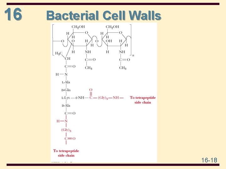 16 Bacterial Cell Walls 16 -18 