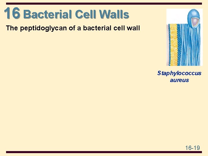 16 Bacterial Cell Walls The peptidoglycan of a bacterial cell wall Staphylococcus aureus 16