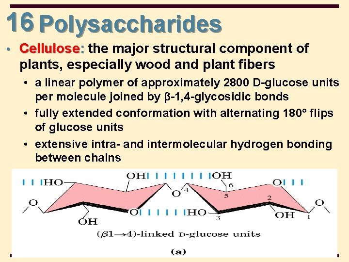 16 Polysaccharides • Cellulose: the major structural component of plants, especially wood and plant