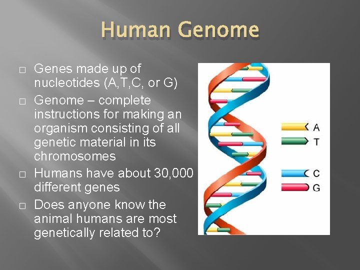 Human Genome � � Genes made up of nucleotides (A, T, C, or G)