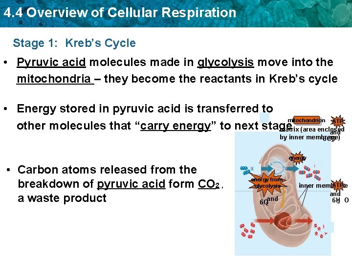 4. 4 Overview of Cellular Respiration Stage 1: Kreb’s Cycle • Pyruvic acid molecules