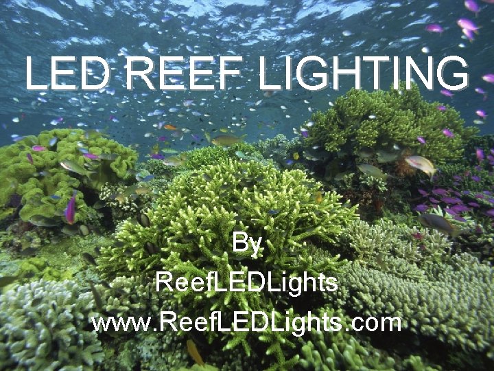 LED REEF LIGHTING By Reef. LEDLights www. Reef. LEDLights. com 