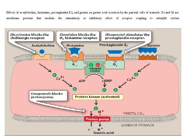 Effects of acetylcholine, histamine, prostaglandin E 2, and gastrin on gastric acid secretion by