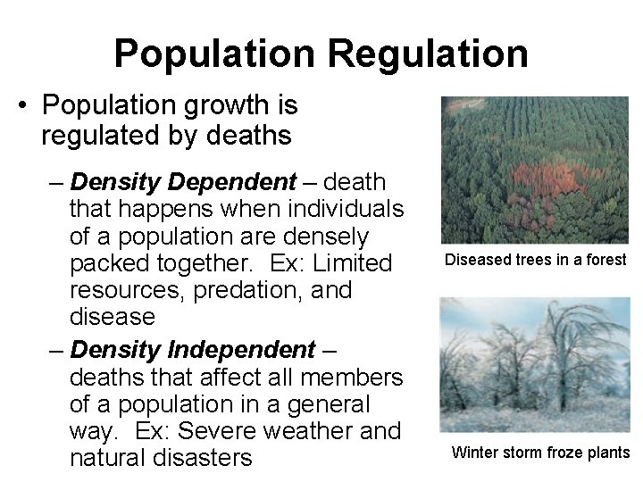 Population Regulation • Population growth is regulated by deaths – Density Dependent – death