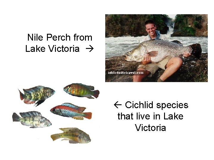 Nile Perch from Lake Victoria Cichlid species that live in Lake Victoria 