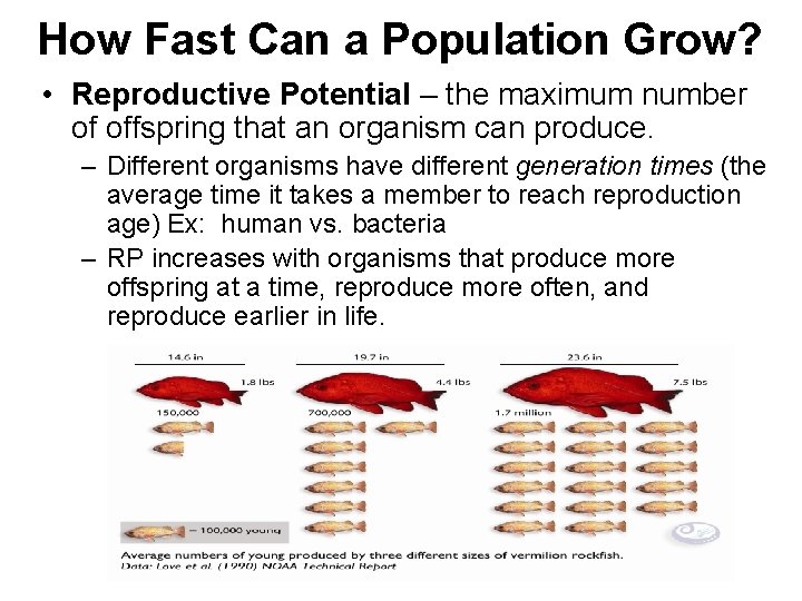 How Fast Can a Population Grow? • Reproductive Potential – the maximum number of
