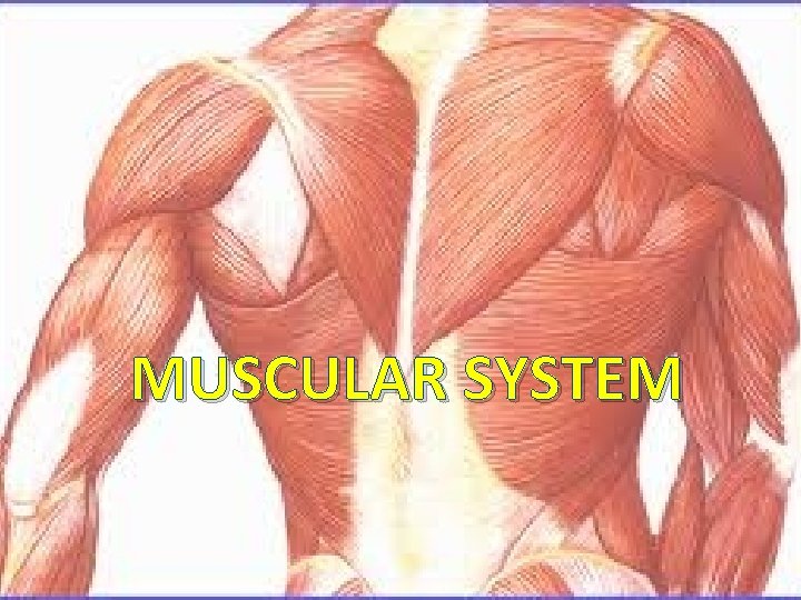 MUSCULAR SYSTEM 