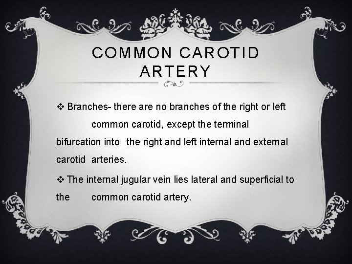 COMMON CAROTID ARTERY v Branches- there are no branches of the right or left