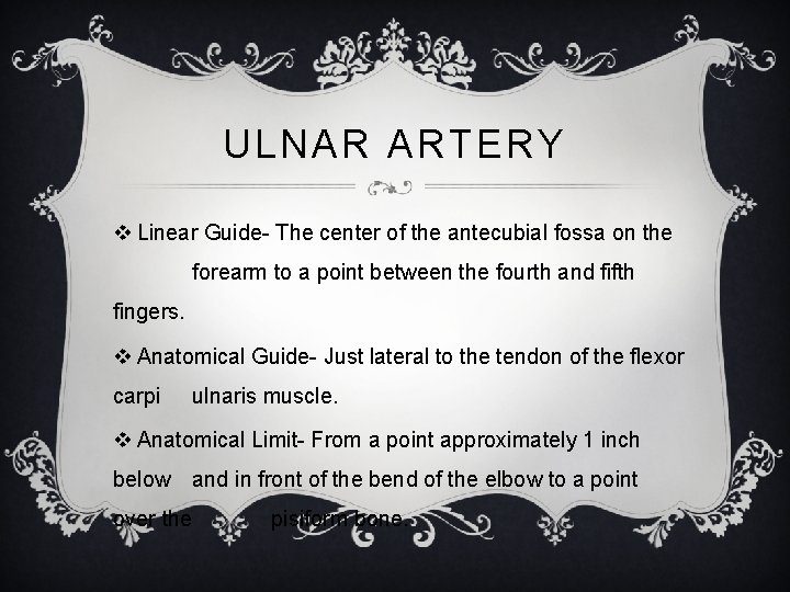 ULNAR ARTERY v Linear Guide- The center of the antecubial fossa on the forearm