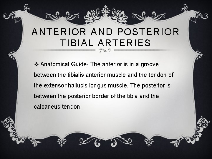 ANTERIOR AND POSTERIOR TIBIAL ARTERIES v Anatomical Guide- The anterior is in a groove