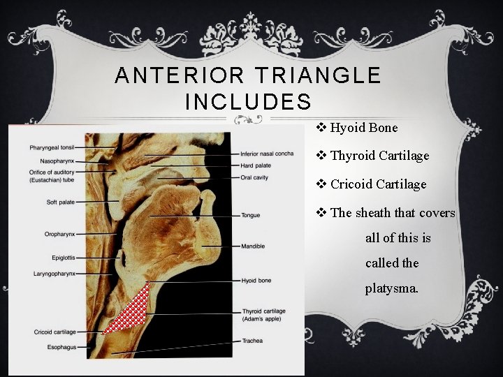 ANTERIOR TRIANGLE INCLUDES v Hyoid Bone v Thyroid Cartilage v Cricoid Cartilage v The