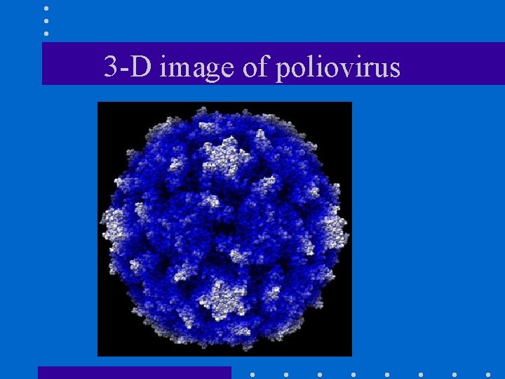 3 -D image of poliovirus 