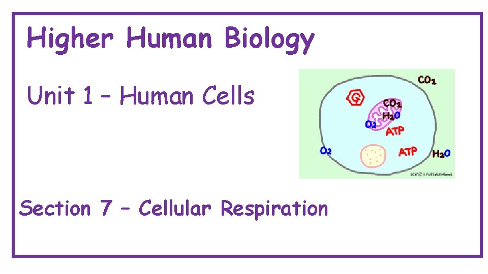 Higher Human Biology Unit 1 – Human Cells Section 7 – Cellular Respiration 