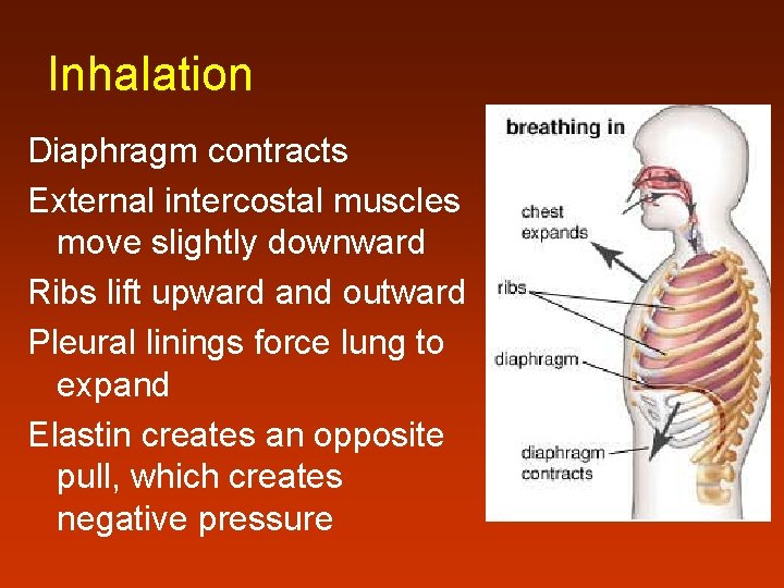 Inhalation Diaphragm contracts External intercostal muscles move slightly downward Ribs lift upward and outward