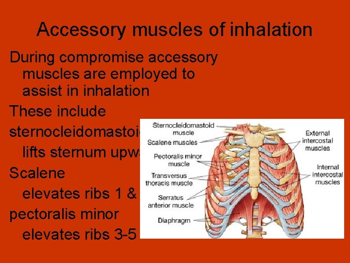 Accessory muscles of inhalation During compromise accessory muscles are employed to assist in inhalation