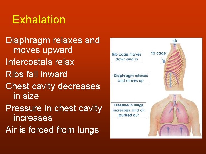 Exhalation Diaphragm relaxes and moves upward Intercostals relax Ribs fall inward Chest cavity decreases