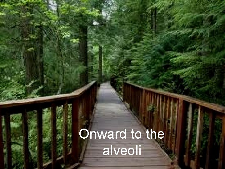 Onward to the alveoli 