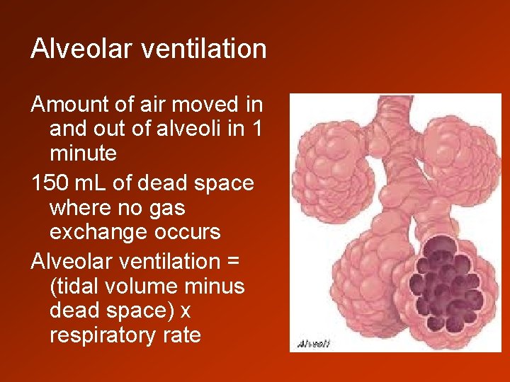 Alveolar ventilation Amount of air moved in and out of alveoli in 1 minute