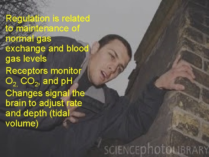 Regulation is related to maintenance of normal gas exchange and blood gas levels Receptors