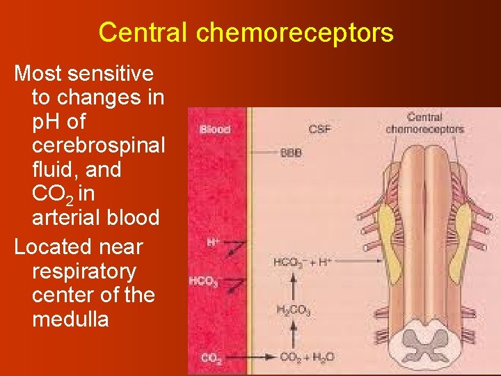 Central chemoreceptors Most sensitive to changes in p. H of cerebrospinal fluid, and CO