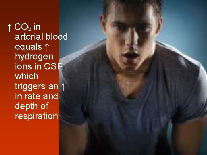 ↑ CO 2 in arterial blood equals ↑ hydrogen ions in CSF which triggers