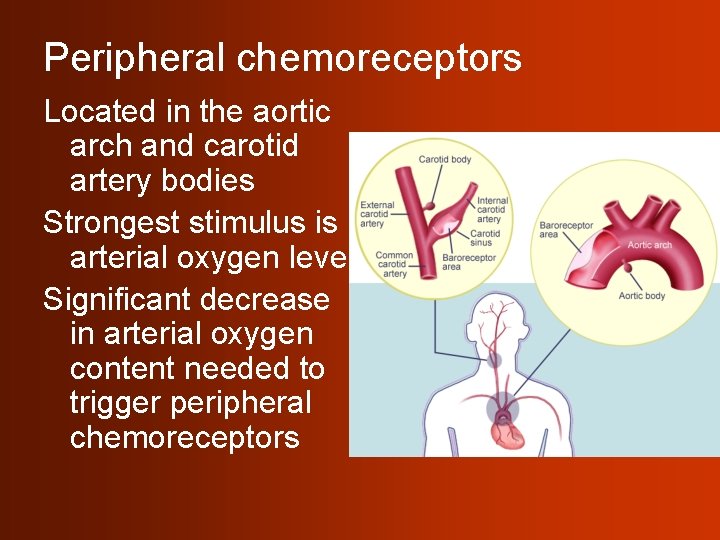 Peripheral chemoreceptors Located in the aortic arch and carotid artery bodies Strongest stimulus is