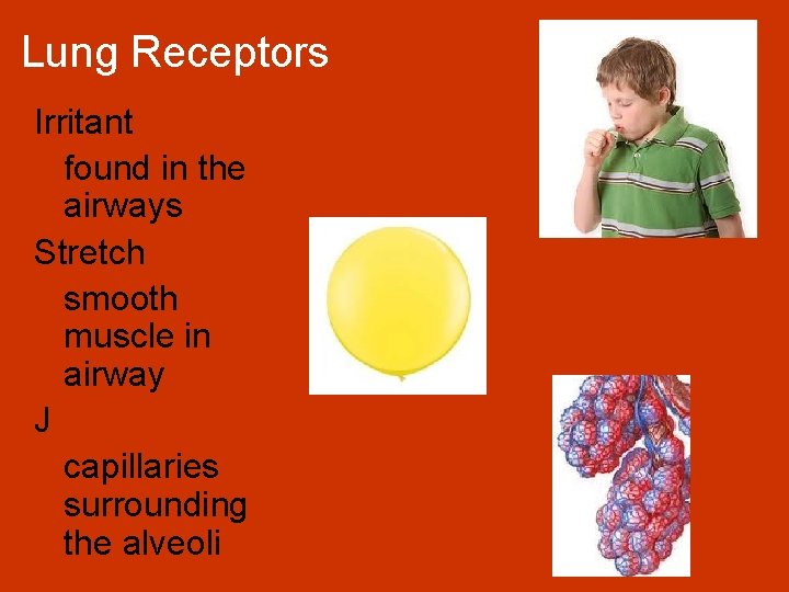 Lung Receptors Irritant found in the airways Stretch smooth muscle in airway J capillaries