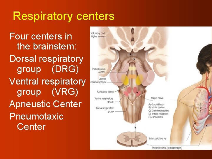 Respiratory centers Four centers in the brainstem: Dorsal respiratory group (DRG) Ventral respiratory group