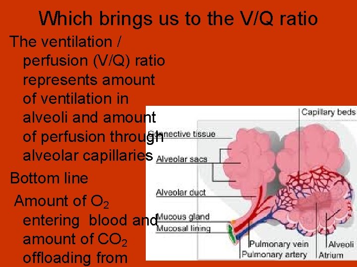 Which brings us to the V/Q ratio The ventilation / perfusion (V/Q) ratio represents