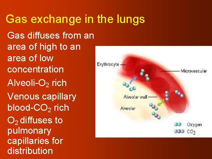 Gas exchange in the lungs Gas diffuses from an area of high to an