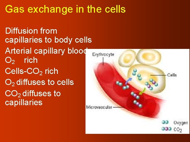 Gas exchange in the cells Diffusion from capillaries to body cells Arterial capillary blood.