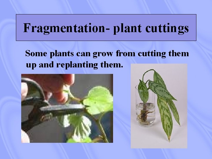 Fragmentation- plant cuttings Some plants can grow from cutting them up and replanting them.