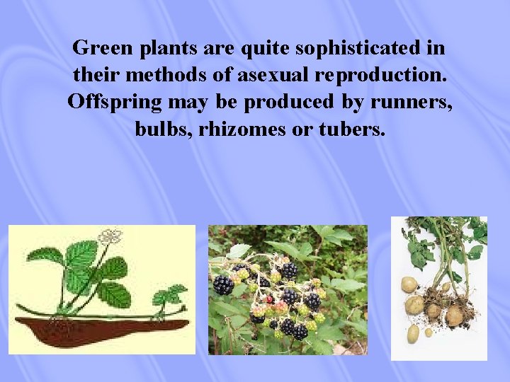 Green plants are quite sophisticated in their methods of asexual reproduction. Offspring may be