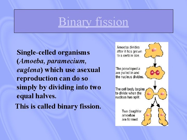 Binary fission Single-celled organisms (Amoeba, paramecium, euglena) which use asexual reproduction can do so