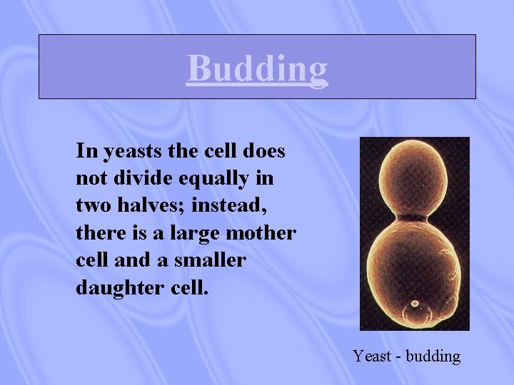 Budding In yeasts the cell does not divide equally in two halves; instead, there