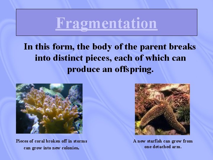 Fragmentation In this form, the body of the parent breaks into distinct pieces, each