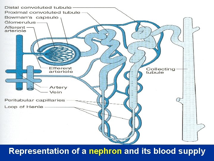 Representation of a nephron and its blood supply 
