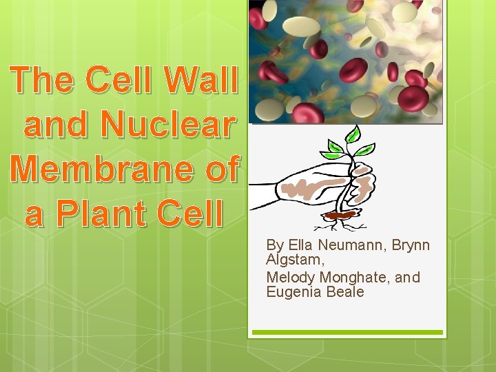 The Cell Wall and Nuclear Membrane of a Plant Cell By Ella Neumann, Brynn