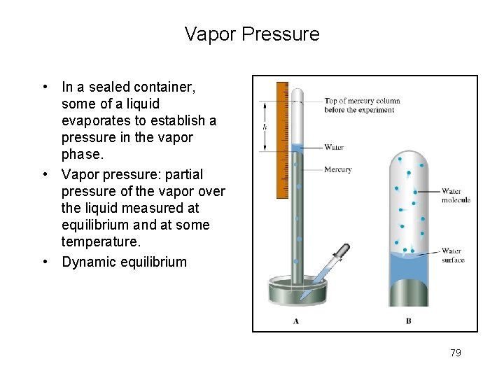 Vapor Pressure • In a sealed container, some of a liquid evaporates to establish