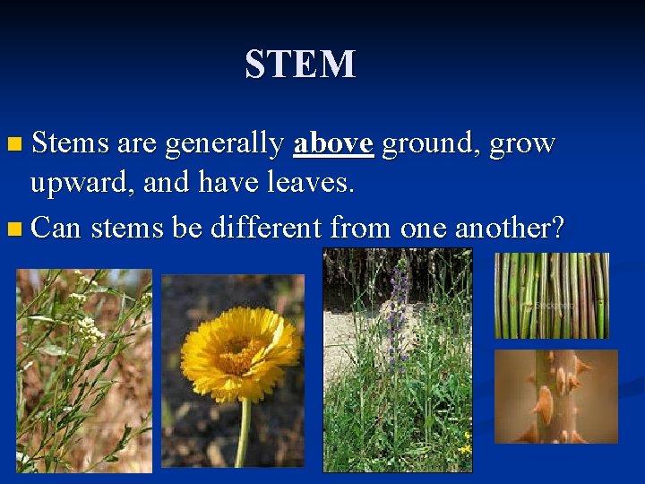 STEM n Stems are generally above ground, grow upward, and have leaves. n Can