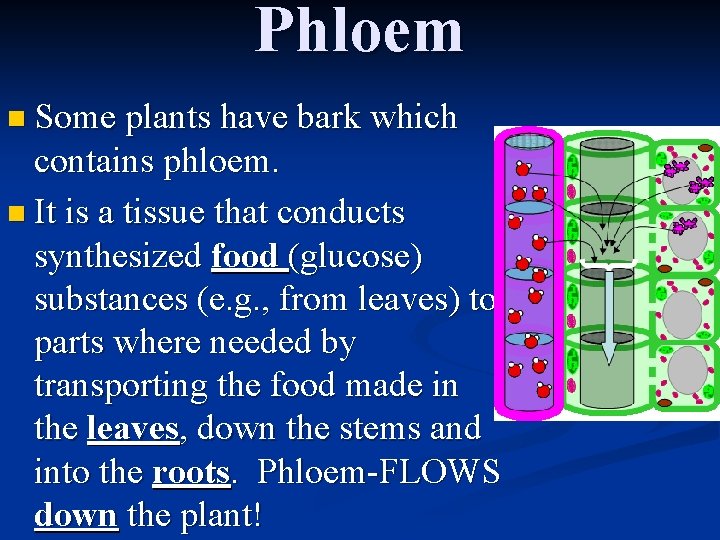 Phloem n Some plants have bark which contains phloem. n It is a tissue