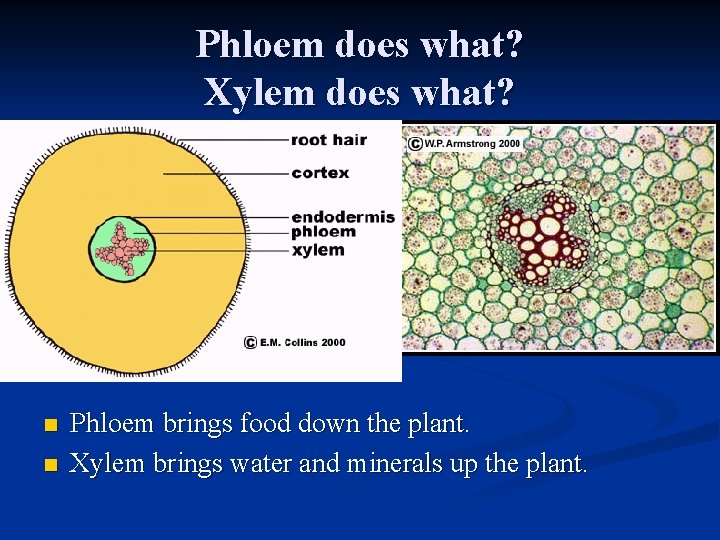 Phloem does what? Xylem does what? n n Phloem brings food down the plant.